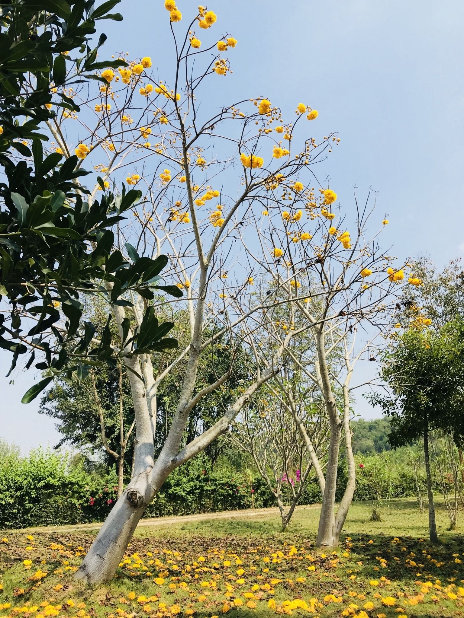 Standard Shene 14  | Land view from property