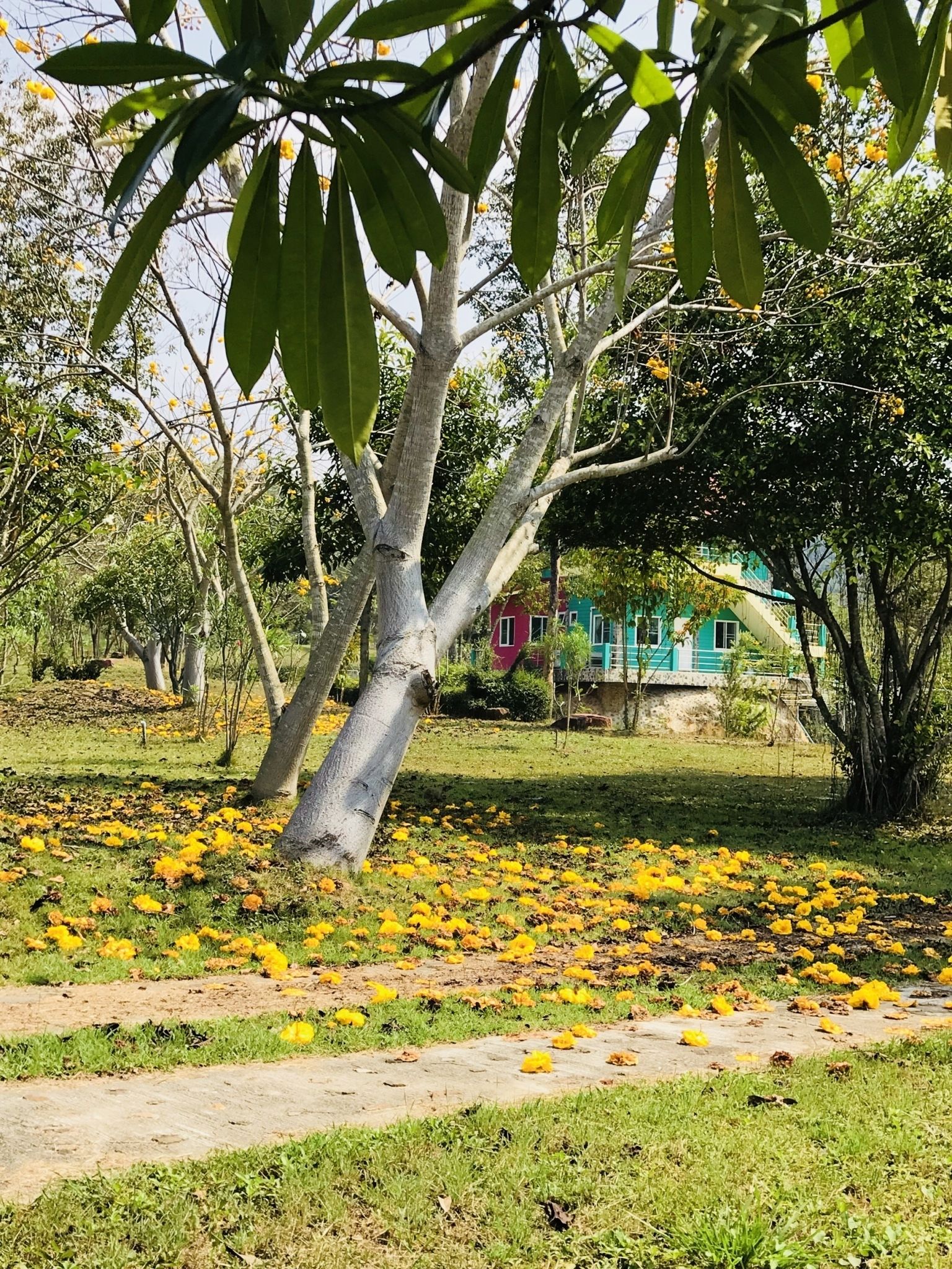 A tree-lined pathway with yellow flowers and a building in the background.