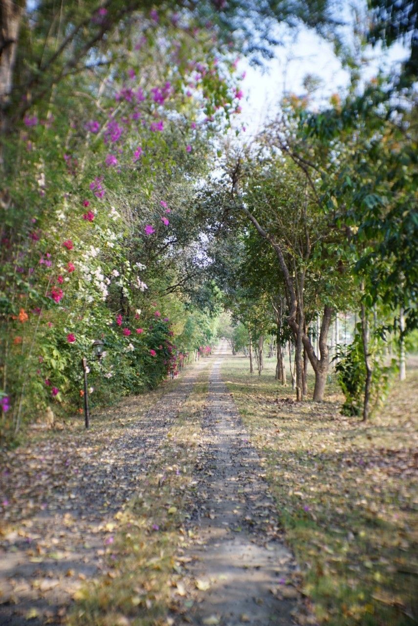 Un sendero bordeado por árboles y plantas en flor.