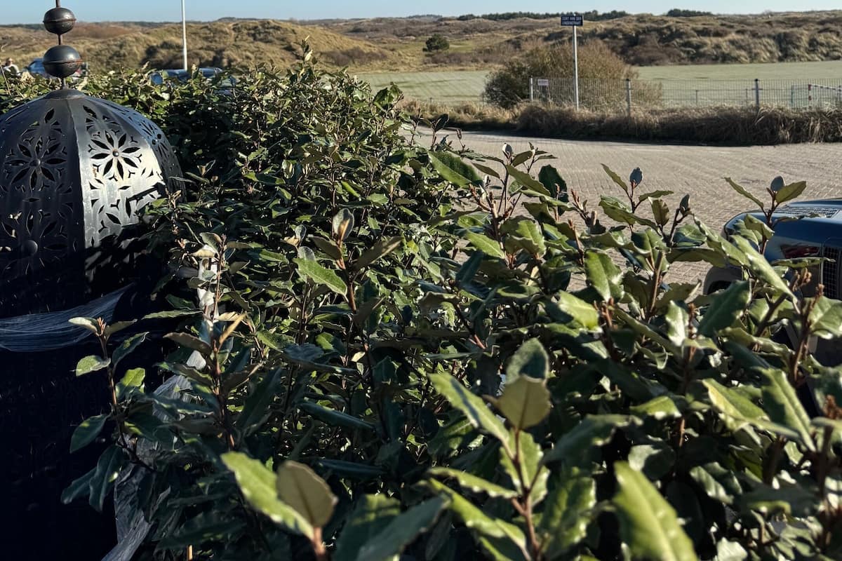 Studiosvit Comfort - 1 queensize-sÀng | SÀngtillbehör av högsta kvalitet, individuell inredning och unika möbler