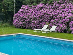 A swimming pool with two white lounge chairs and a dense hedge of purple flowers in the background.