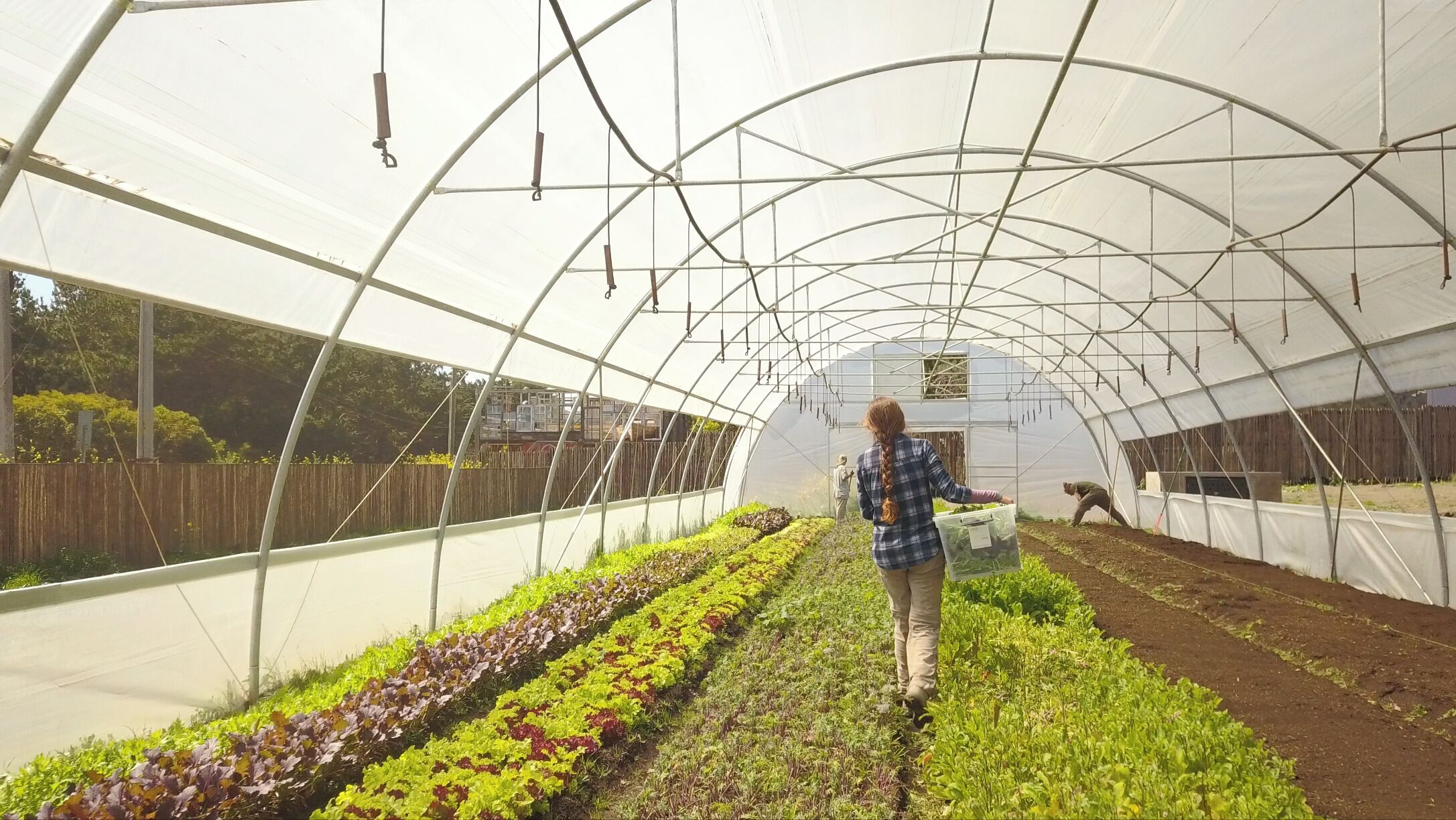 A greenhouse with rows of plants, a person walking, and another person tending to plants.