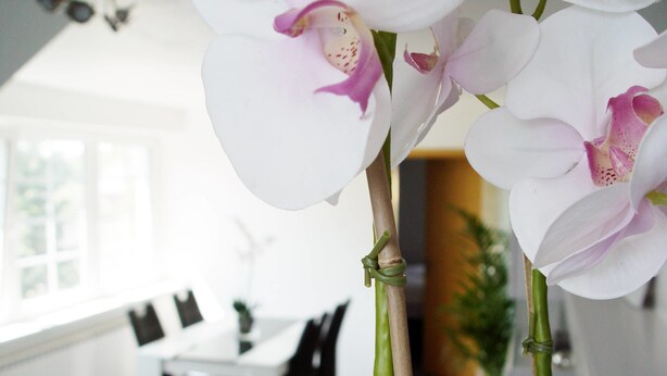 A modern dining area with a white table and chairs, a large window, and a plant in the background. - La Domus Premium (Lotte)