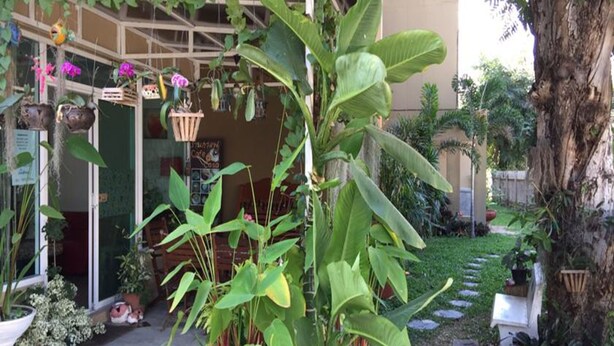 Un jardín con plantas en macetas variadas y un pequeño sendero que lleva a la entrada de un edificio.