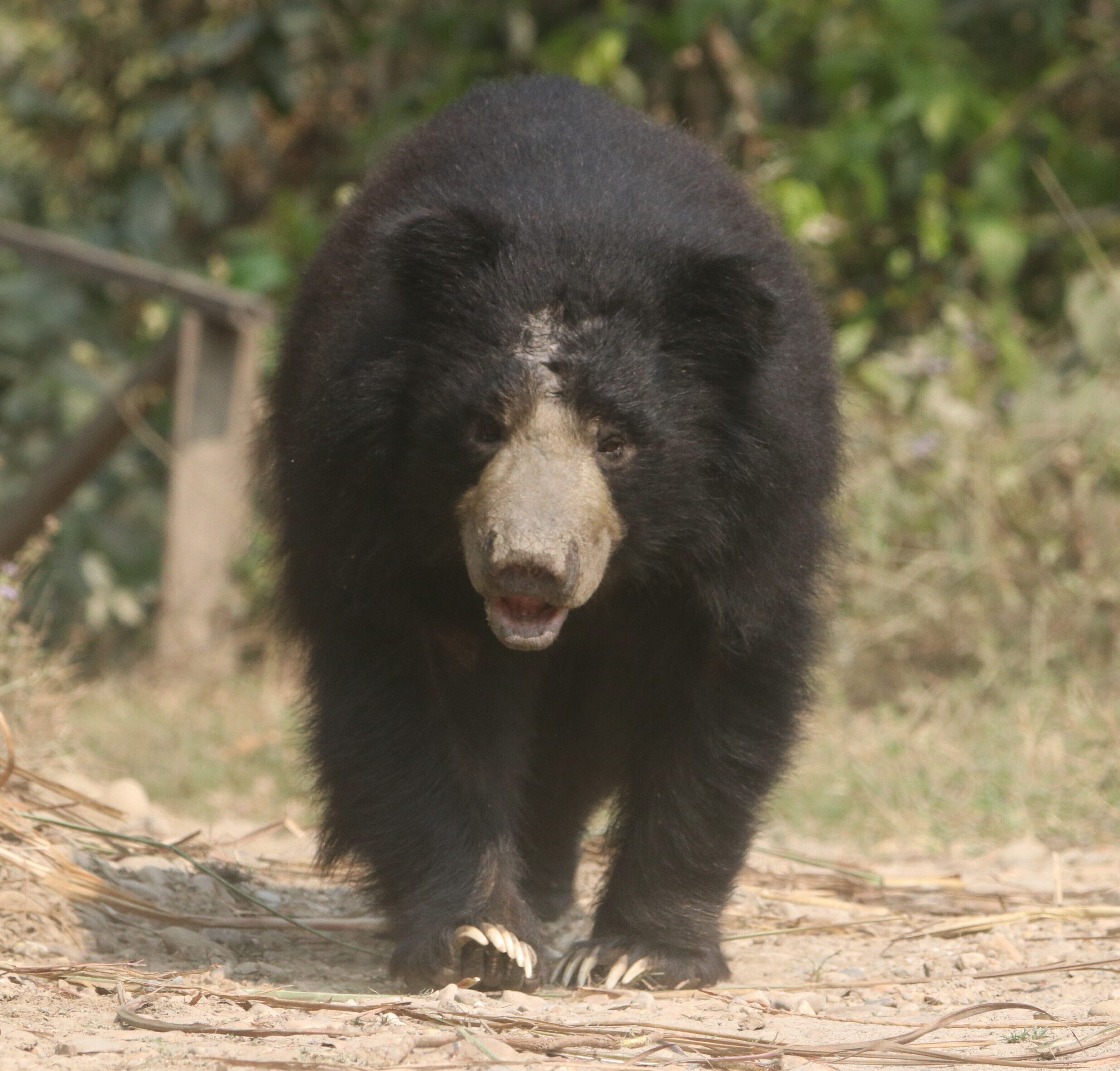 Un ours marchant sur un sentier de terre.