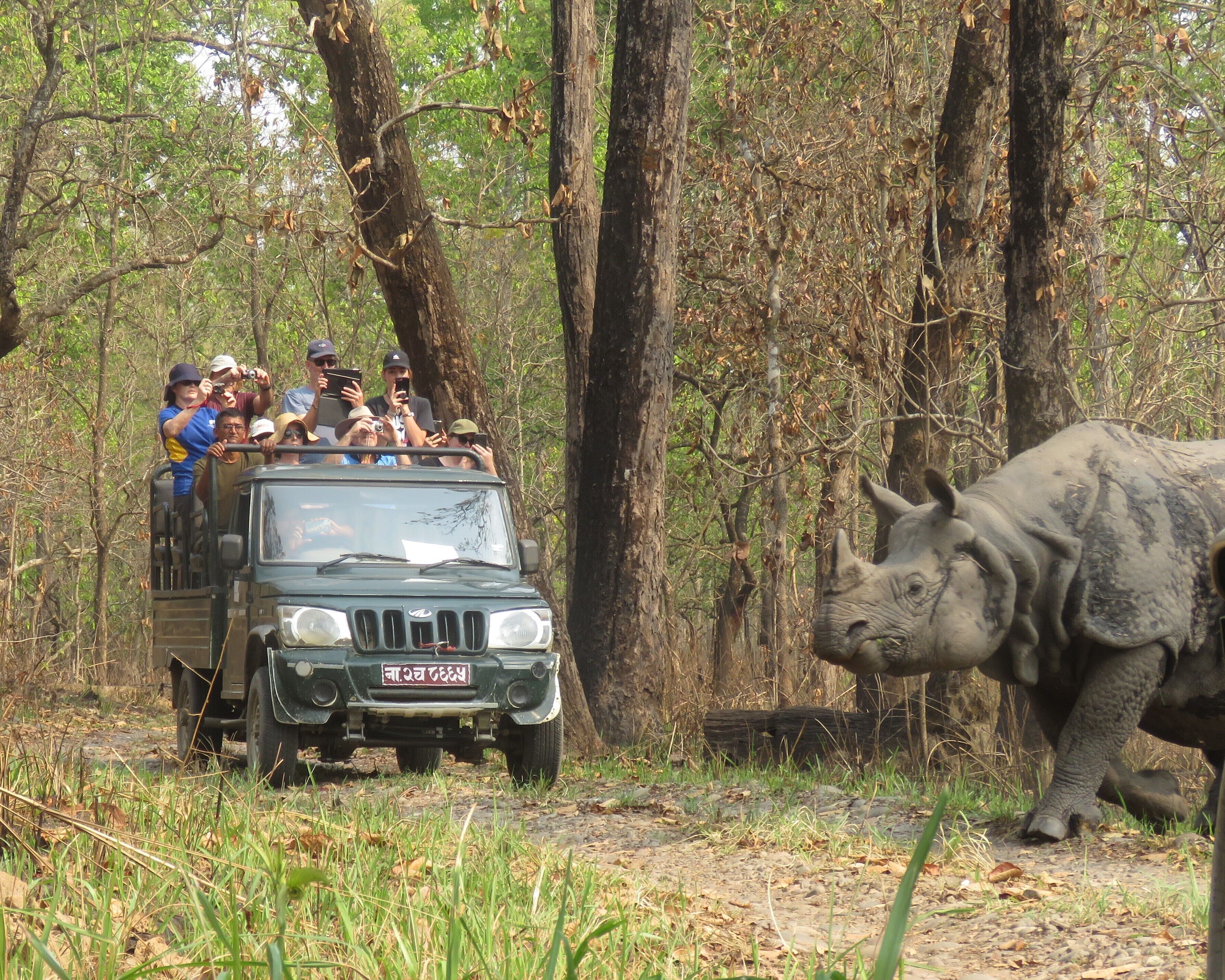 A vehicle with passengers observing a rhinoceros in a forested area.