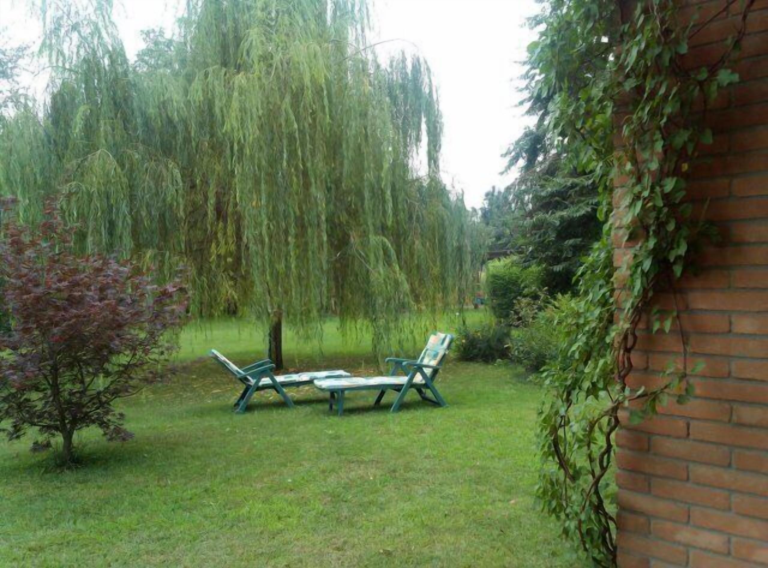 A garden with a lawn, two green chairs, and a weeping willow tree.