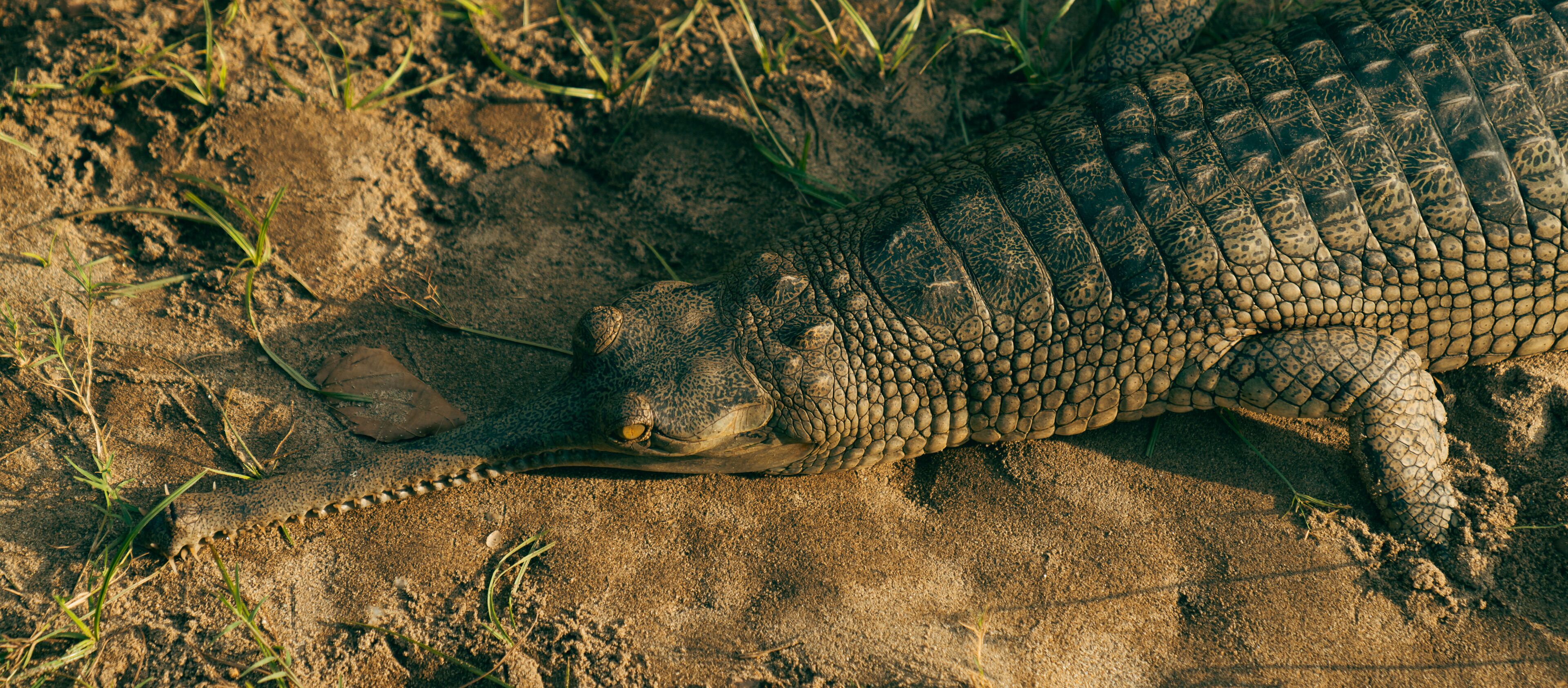A crocodile resting on sandy ground with sparse grass.