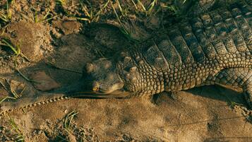 A crocodile resting on sandy ground with sparse grass.