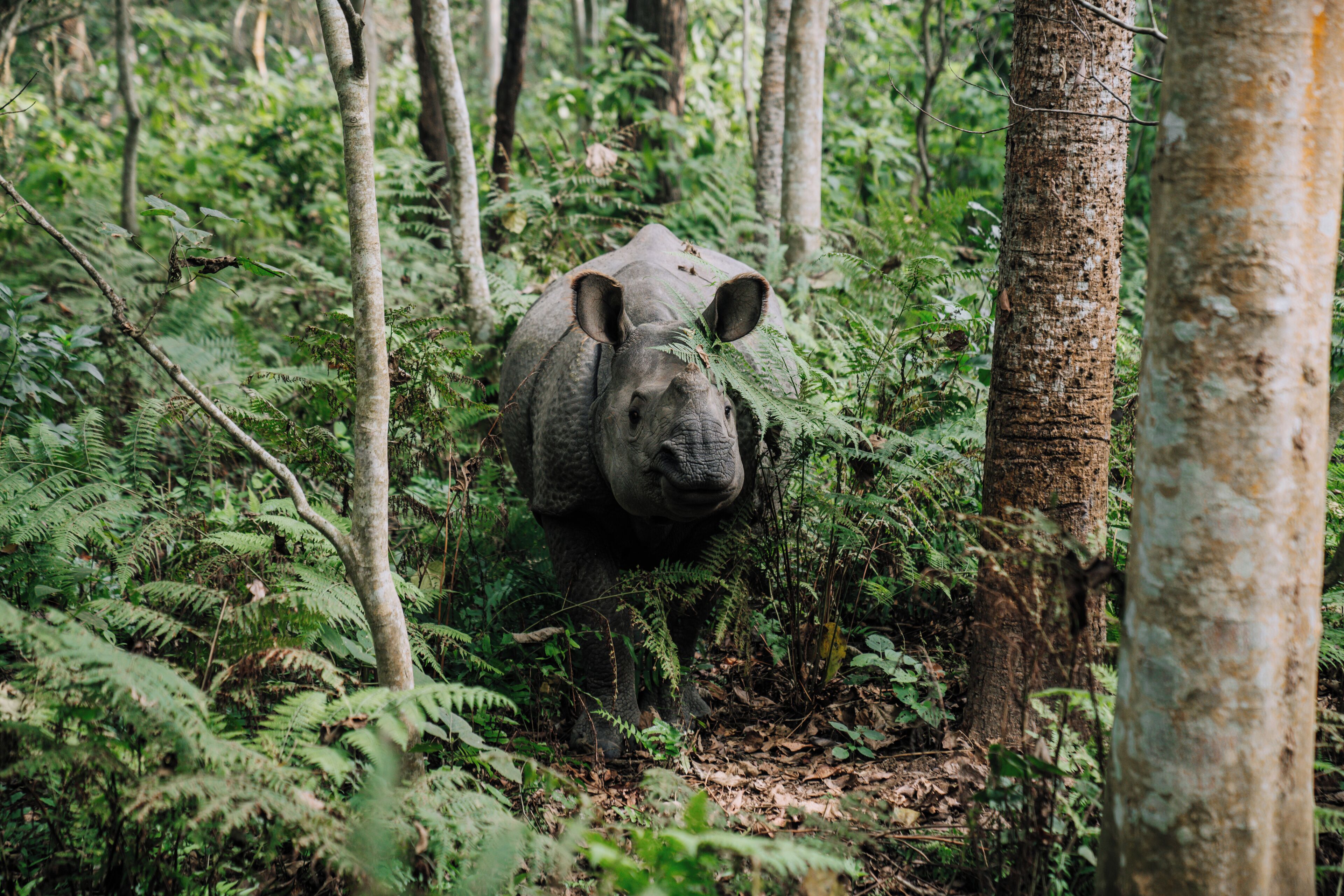 Un rhinocéros dans une forêt dense, avec de grands arbres et des fougères.