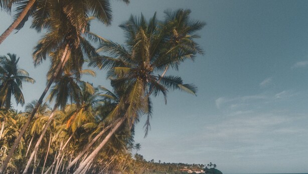 Una playa con arena blanca y palmeras.