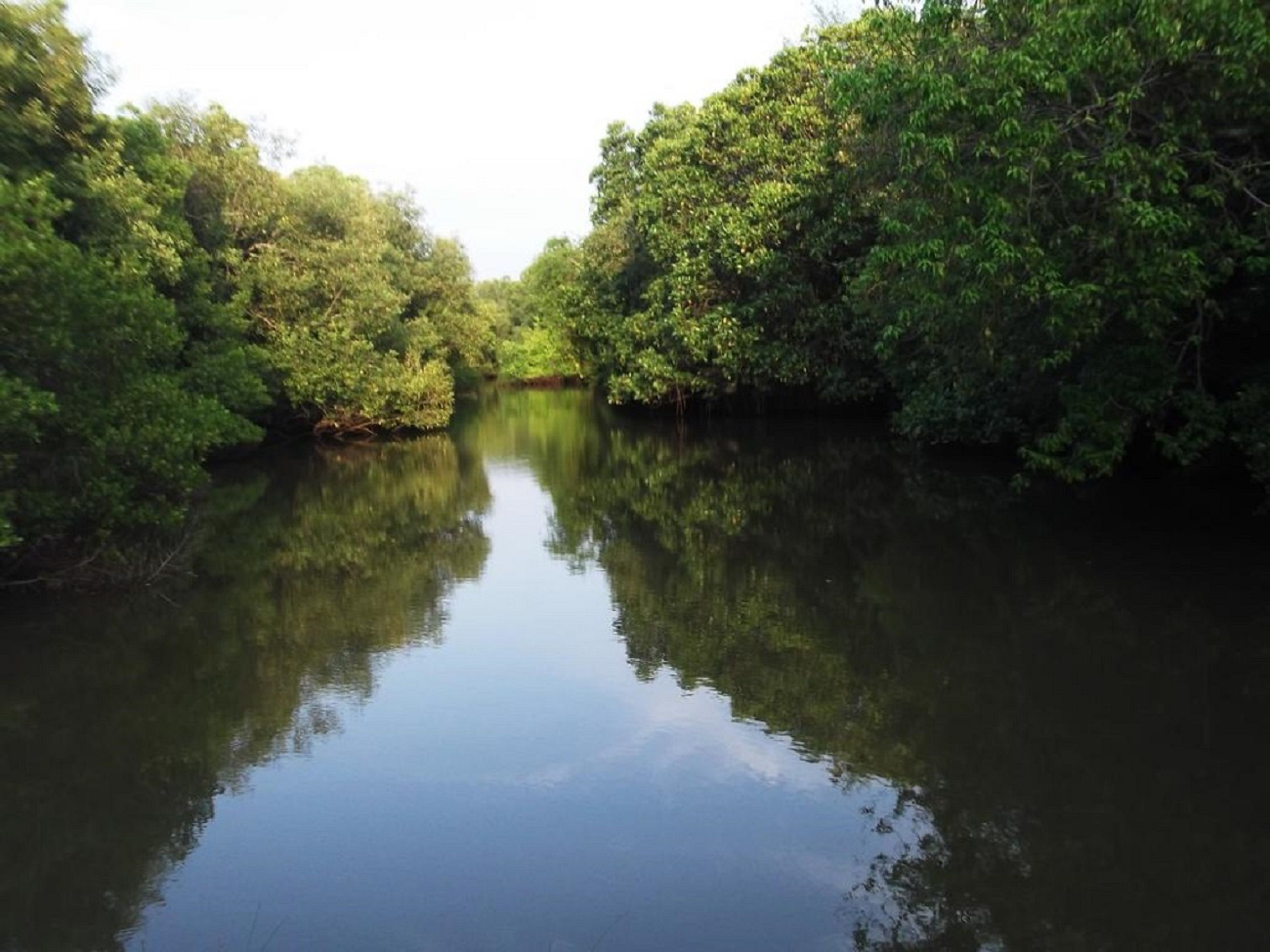 A calm river surrounded by dense greenery.