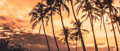 A sunset view with palm trees and a dirt path.