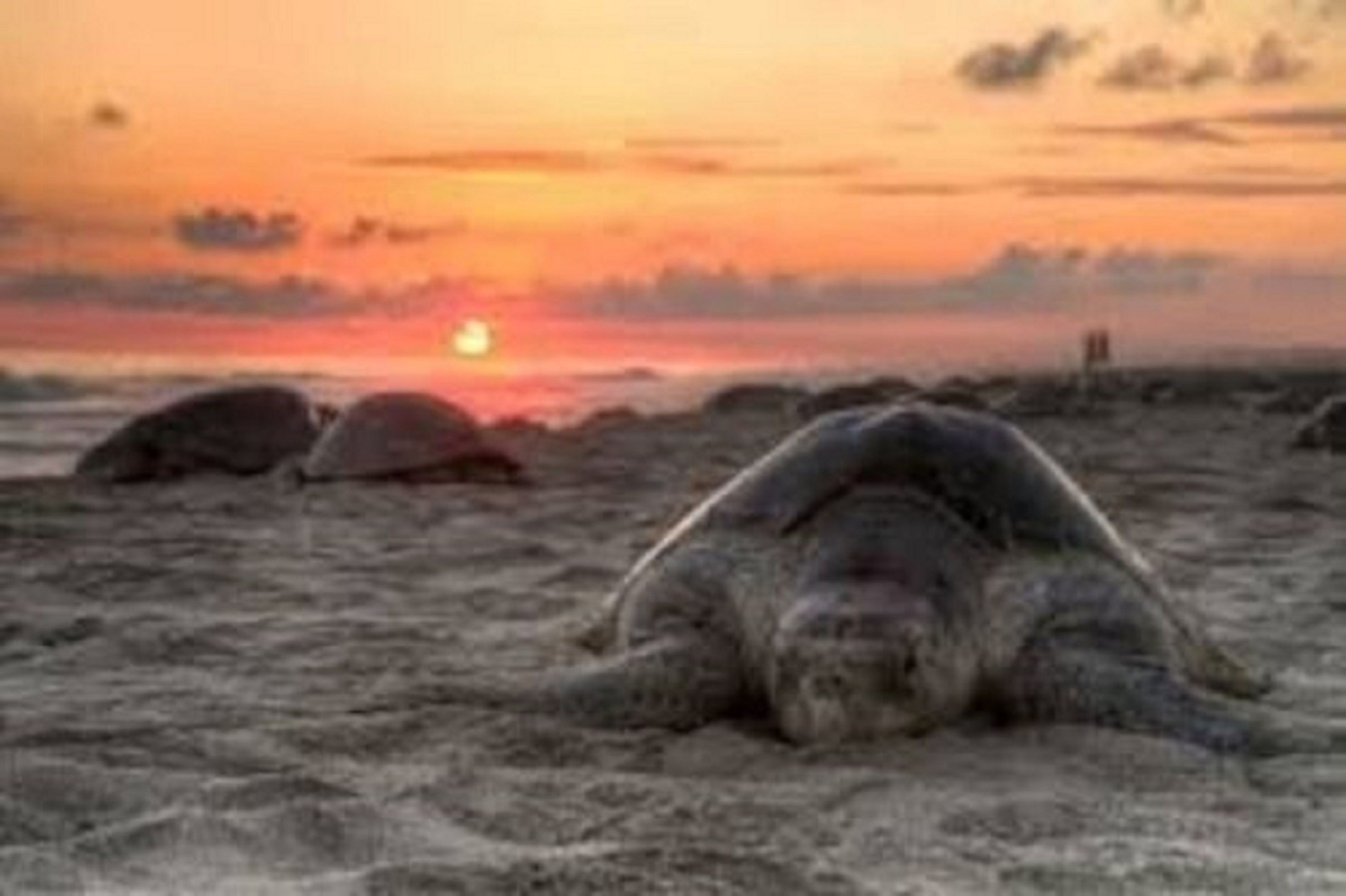 A turtle on a sandy beach at sunset.