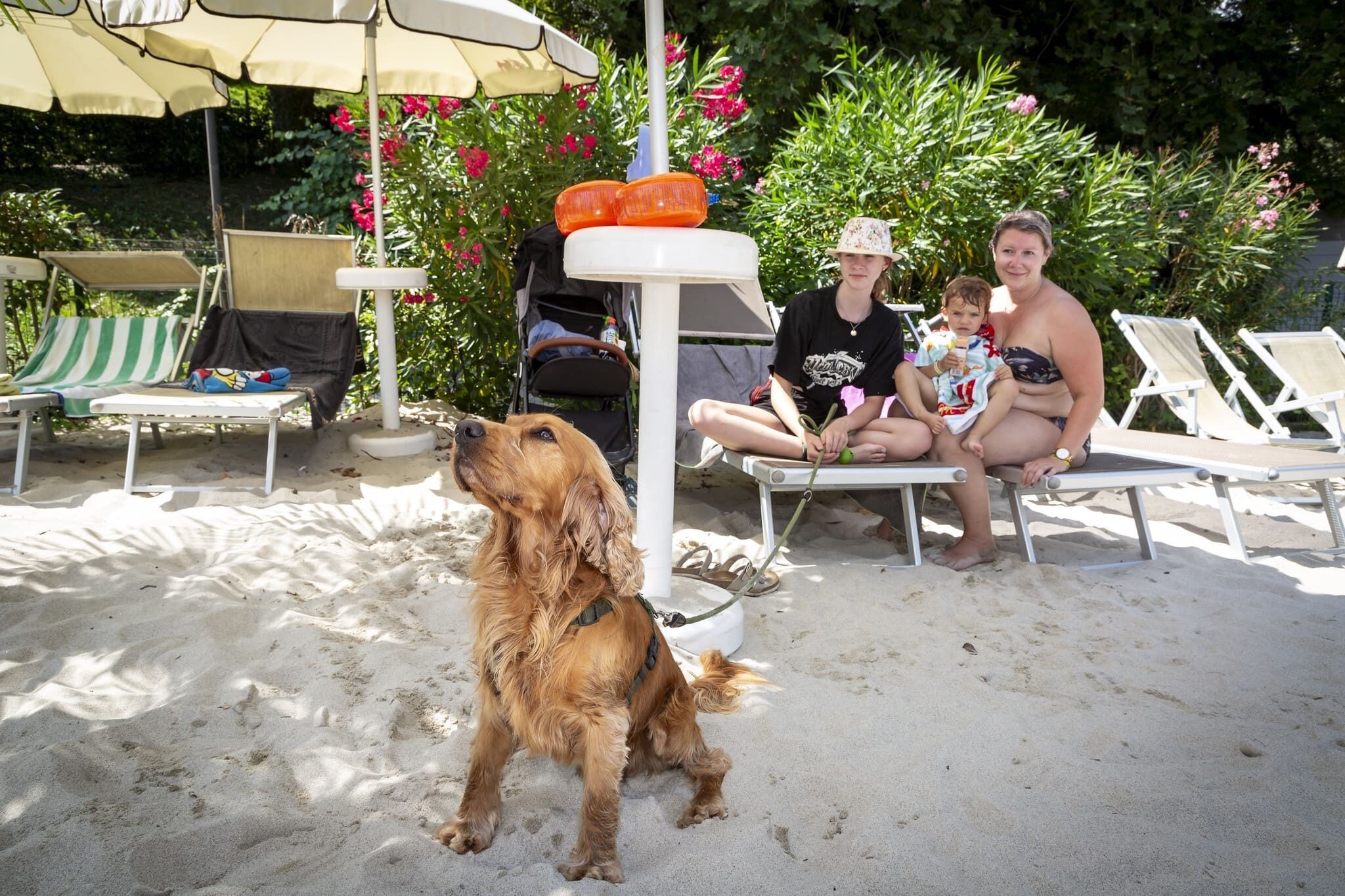 Un espace extérieur sablonneux avec des chaises longues et des parasols, un chien et une personne tenant un enfant.