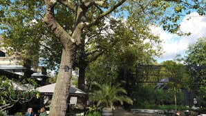 Cafetería al aire libre con mesas y sillas, rodeada de árboles y plantas en macetas.