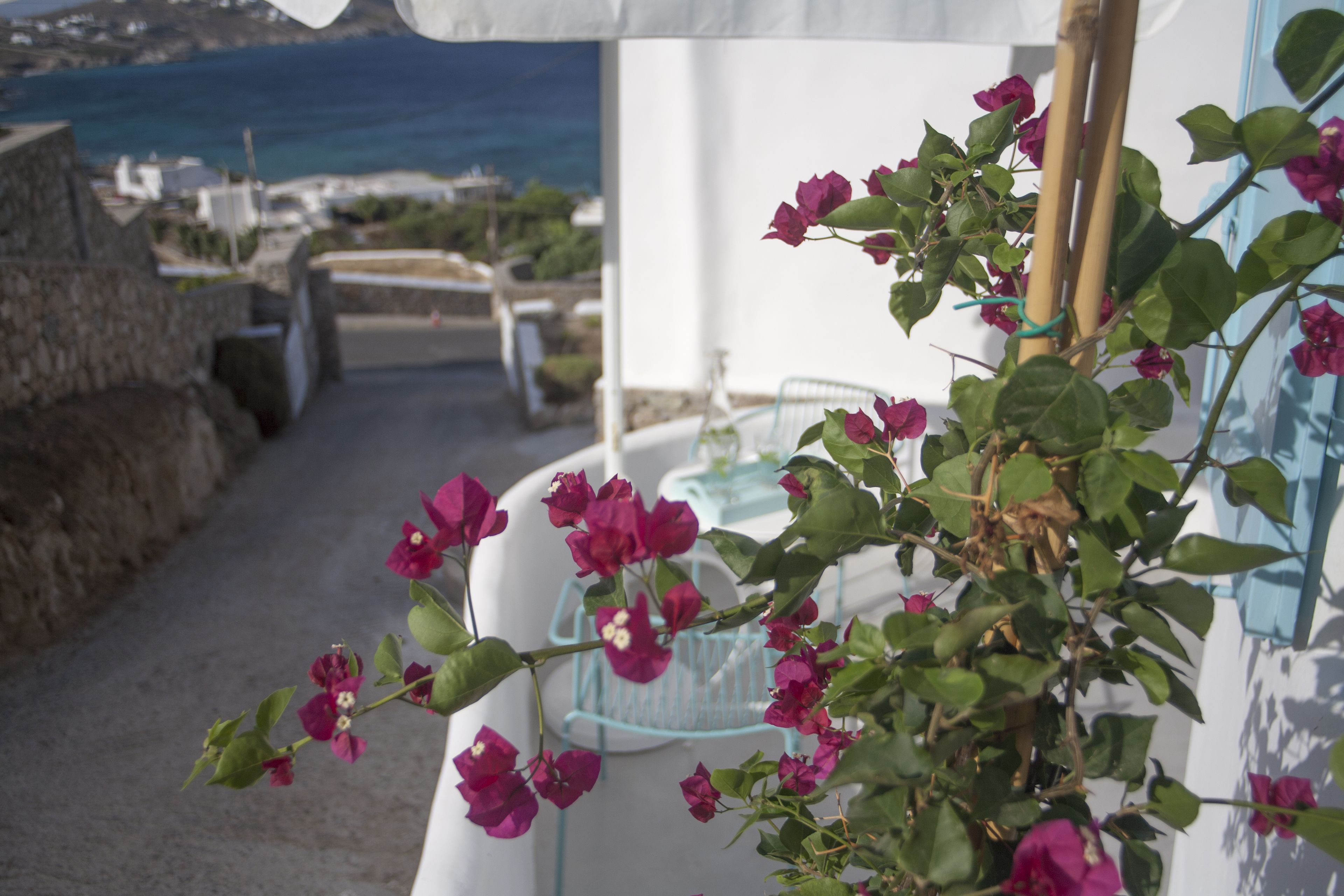 A balcony with a view of the sea, a white building, and a plant with pink flowers.