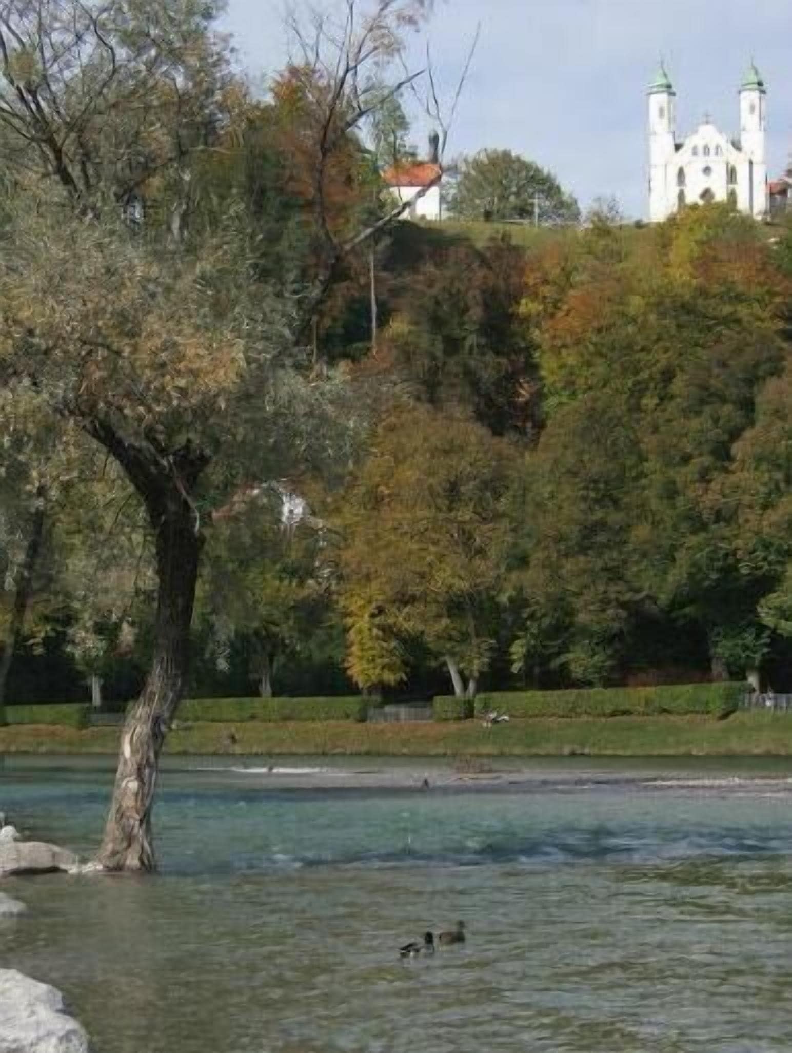 A river with ducks, a tree, and a white building with towers in the background.