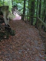 Un sendero en el bosque con un puente de madera y un tocón.
