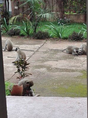 Camera | Vista giardino