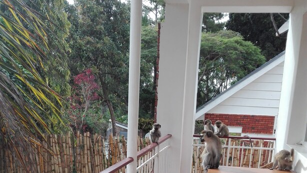 Terrace/patio - Sunbird Backpackers (Entebbe)