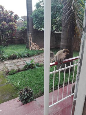 Garden view - Sunbird Backpackers (Entebbe)