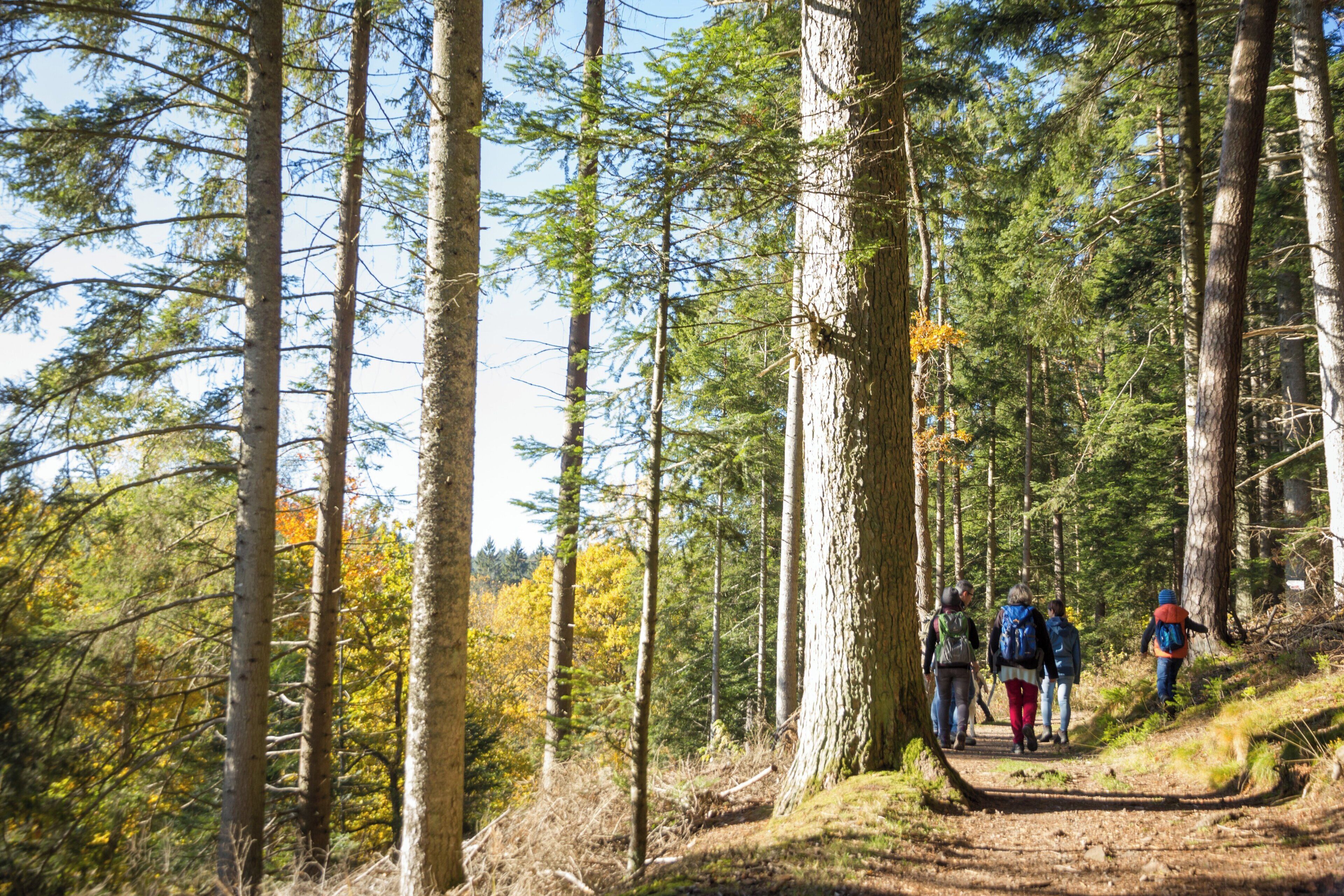 Metsäinen vaellusreitti, jossa on korkeita puita ja kirkas taivas.