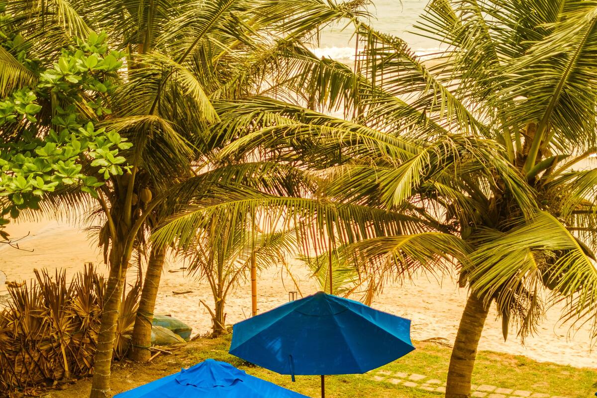 Un área de descanso en la playa con palmeras y sombrillas azules.