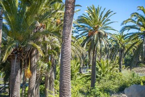 A dense palm tree grove with a clear sky. - Jardin Las Hayas (Valle Gran Rey)