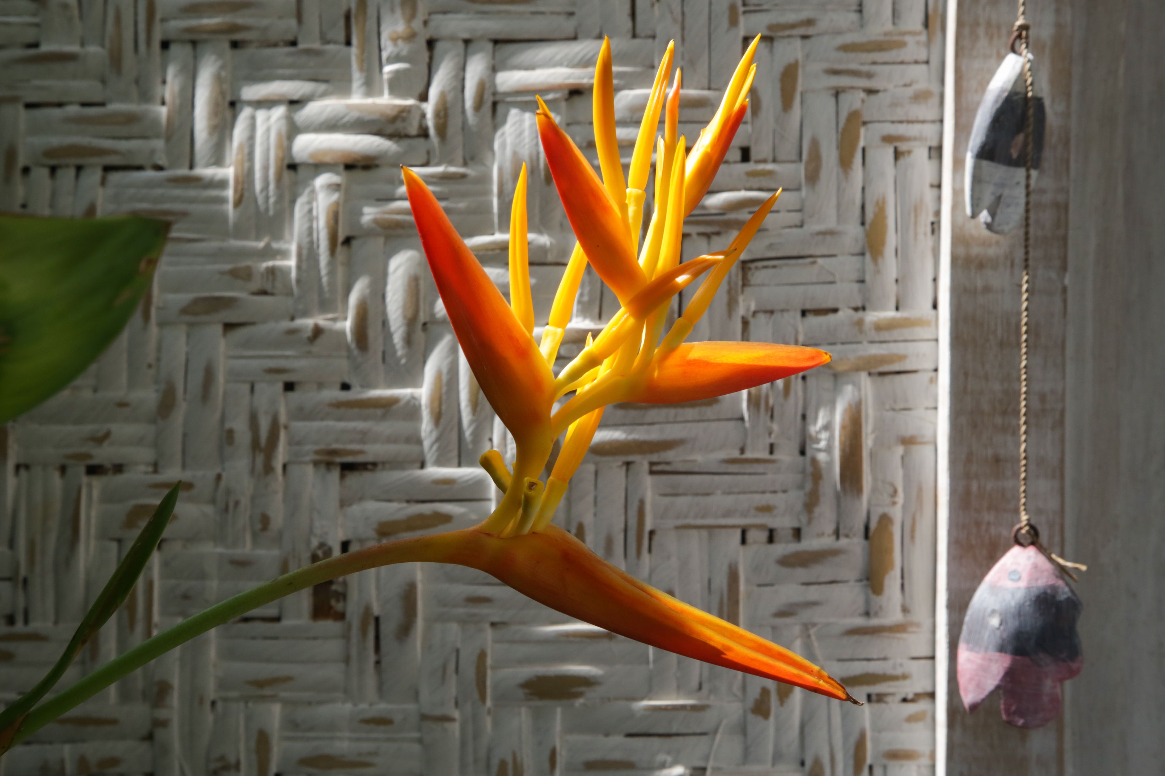 villa, 1 bedroom, private pool | terrace/patio