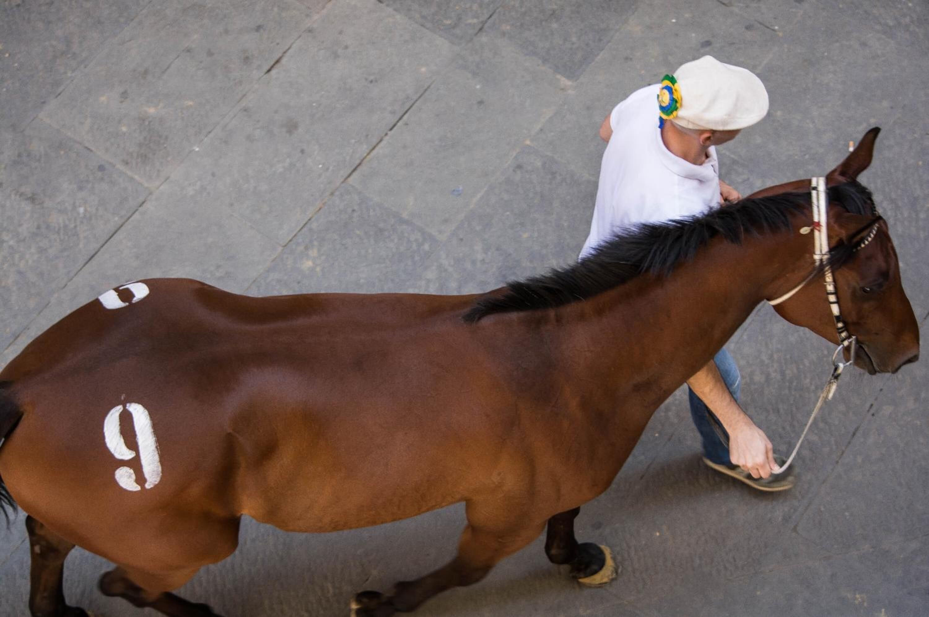 Una persona guiando un caballo con el número 9 en el costado.