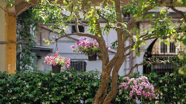 An outdoor dining area with a table set for two, surrounded by lush greenery and a tree with hanging flower baskets.