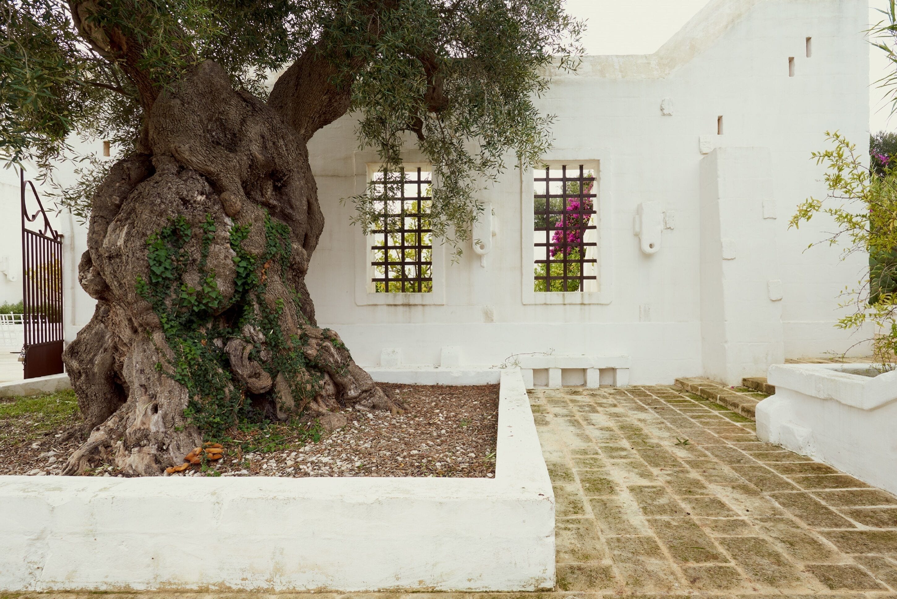 Ein Innenhof mit einem großen Baum, weißen Wänden und einem gefliesten Boden.