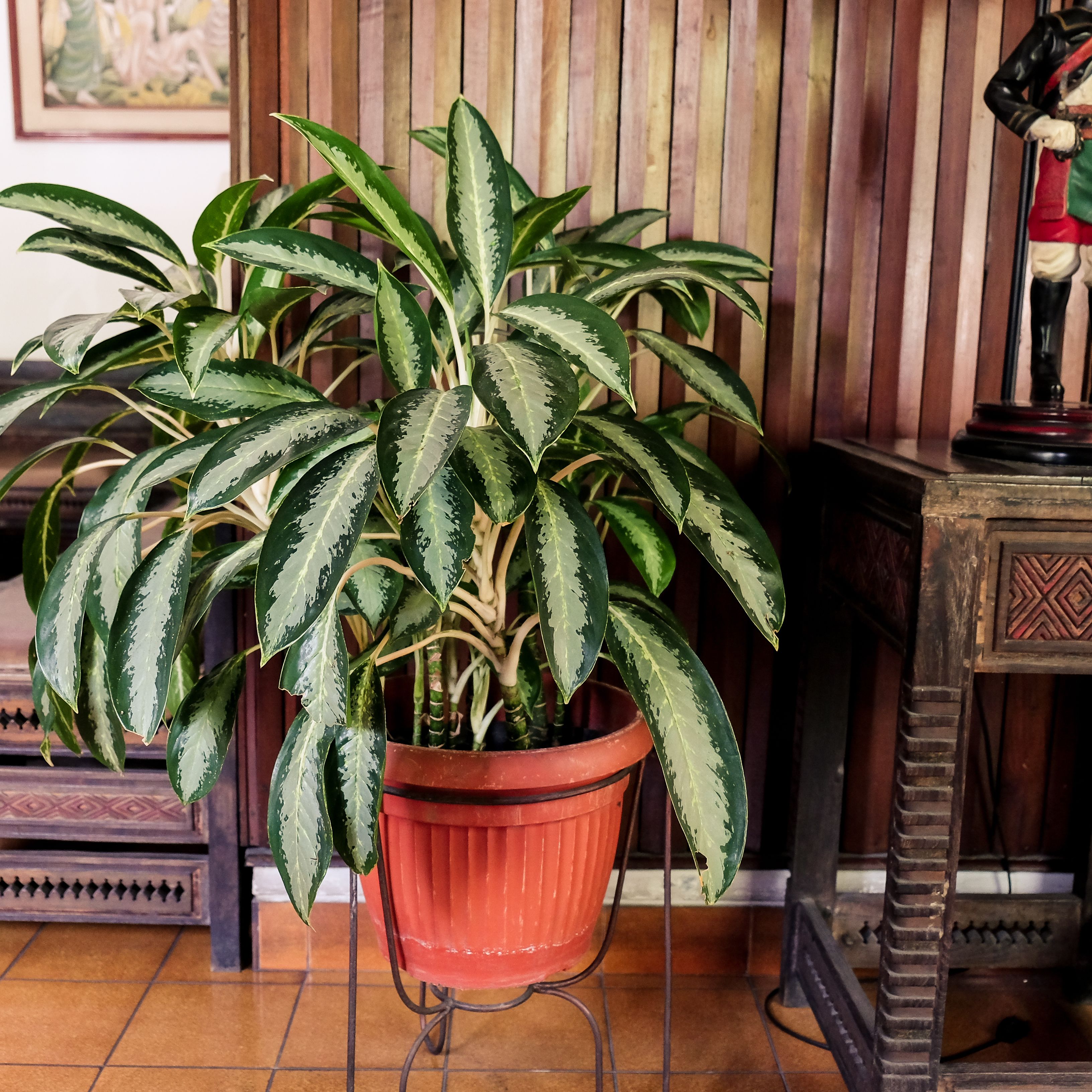 A potted plant with variegated leaves in a red pot, placed on a metal stand.