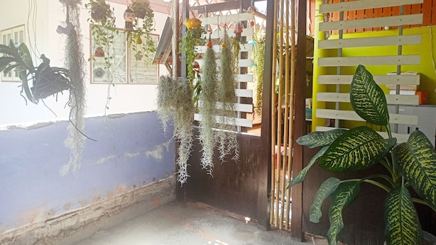 Un coin de pièce avec des plantes suspendues, une porte en bois et un mur aux couleurs vives.