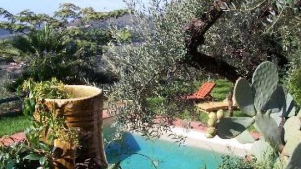 Una piscina rodeada de exuberante follaje y un cactus.