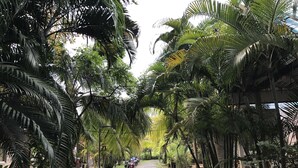 A pathway lined with palm trees leading to a building.