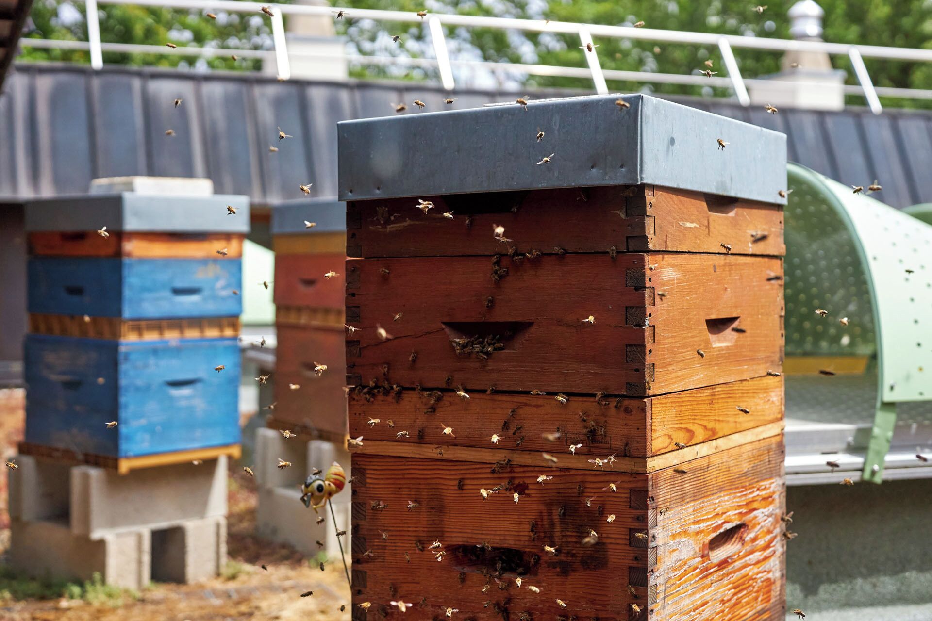 Beehives with bees, wooden structures, and a metal roof.