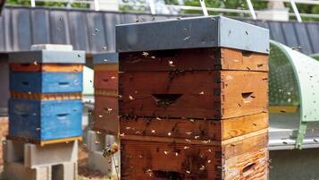 Beehives with bees, wooden structures, and a metal roof.