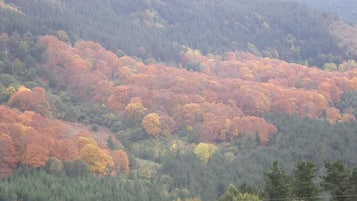Un vessant boscos hi ha amb fullatge d'octubre.