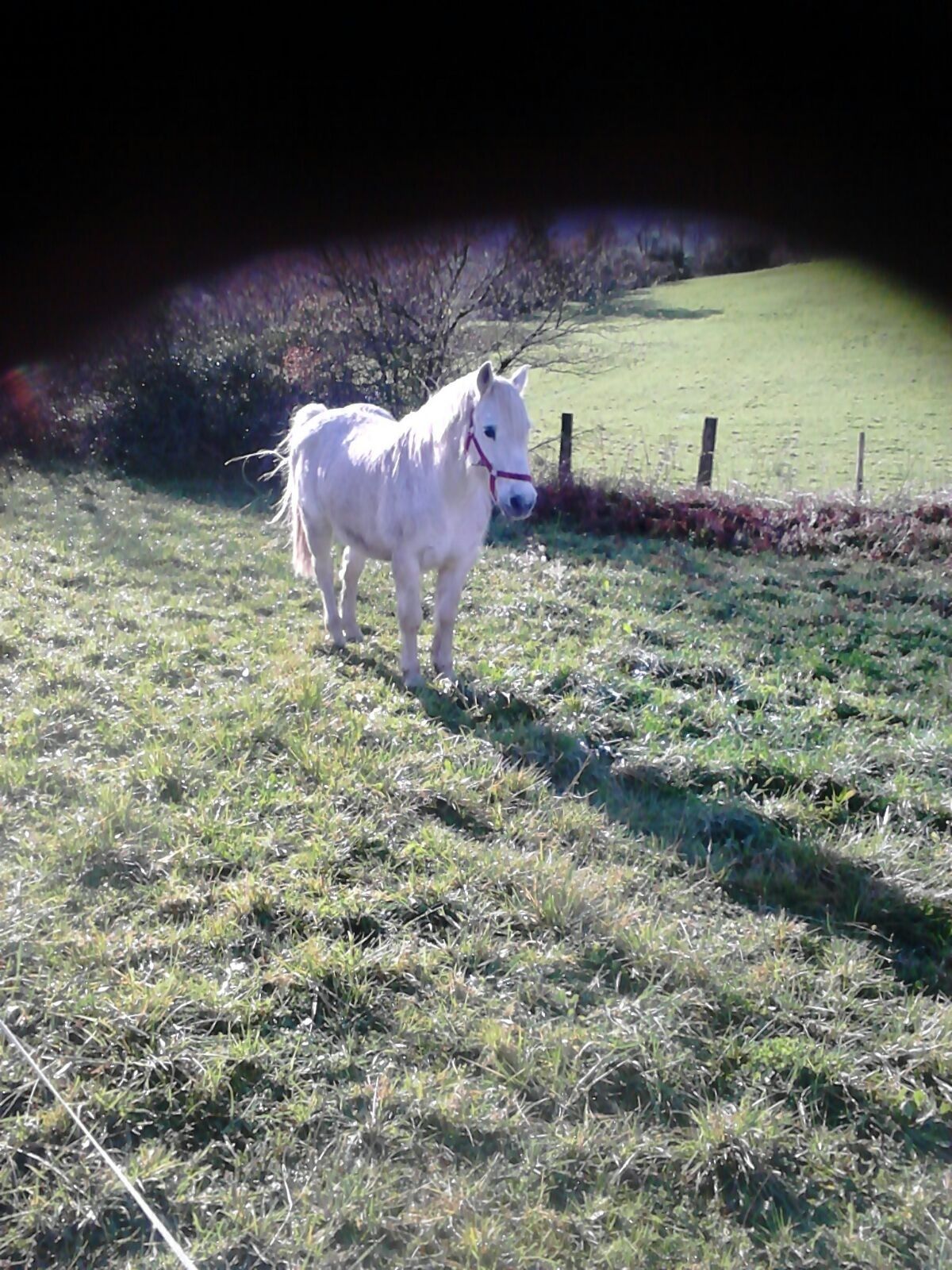 Ein weißes Pferd steht auf einer Wiese, im Hintergrund ist ein Zaun zu sehen.