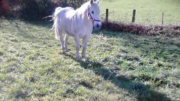Ein weißes Pferd steht auf einer Wiese, im Hintergrund ist ein Zaun zu sehen.