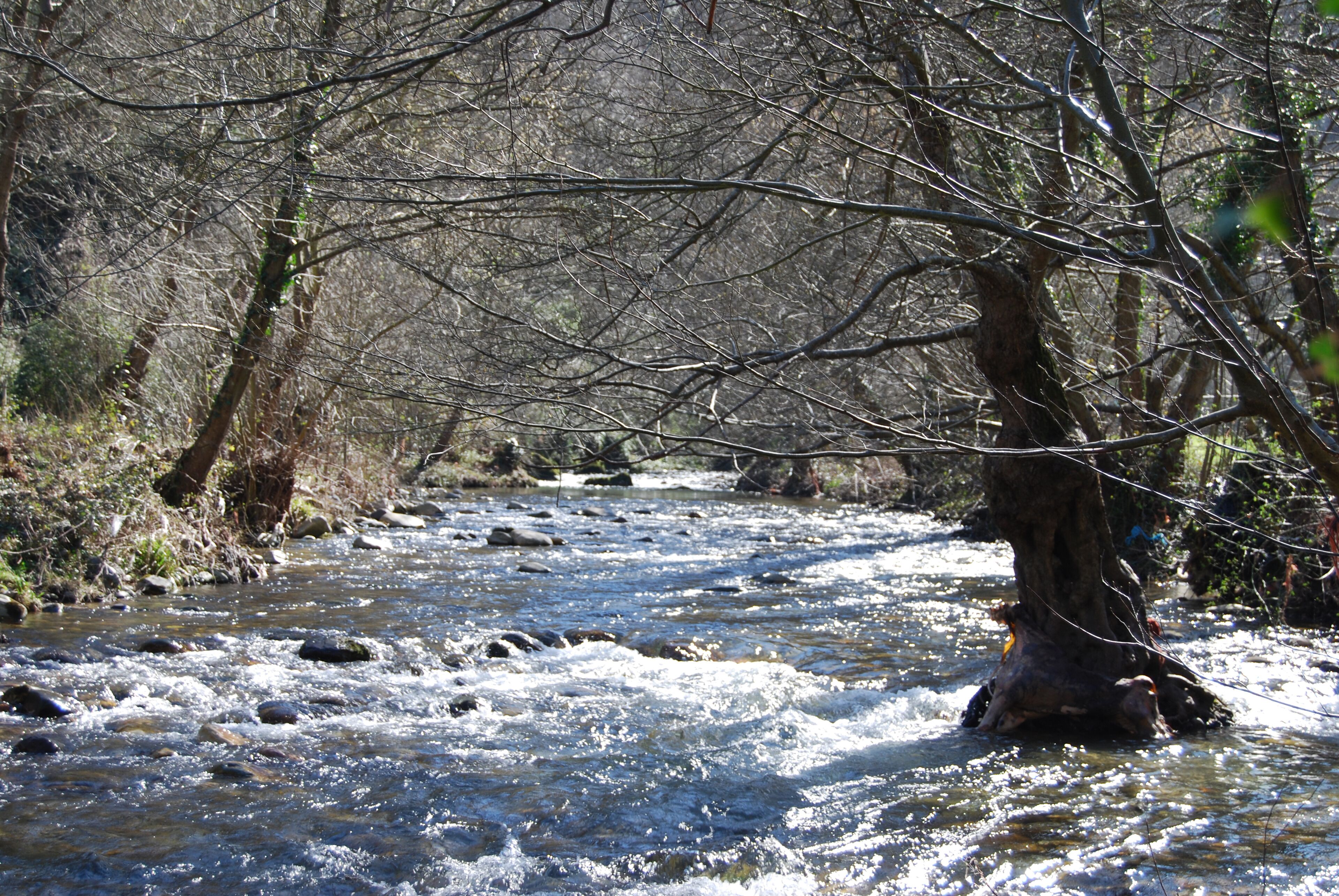 Un río serpentea por una zona boscosa con árboles y rocas.
