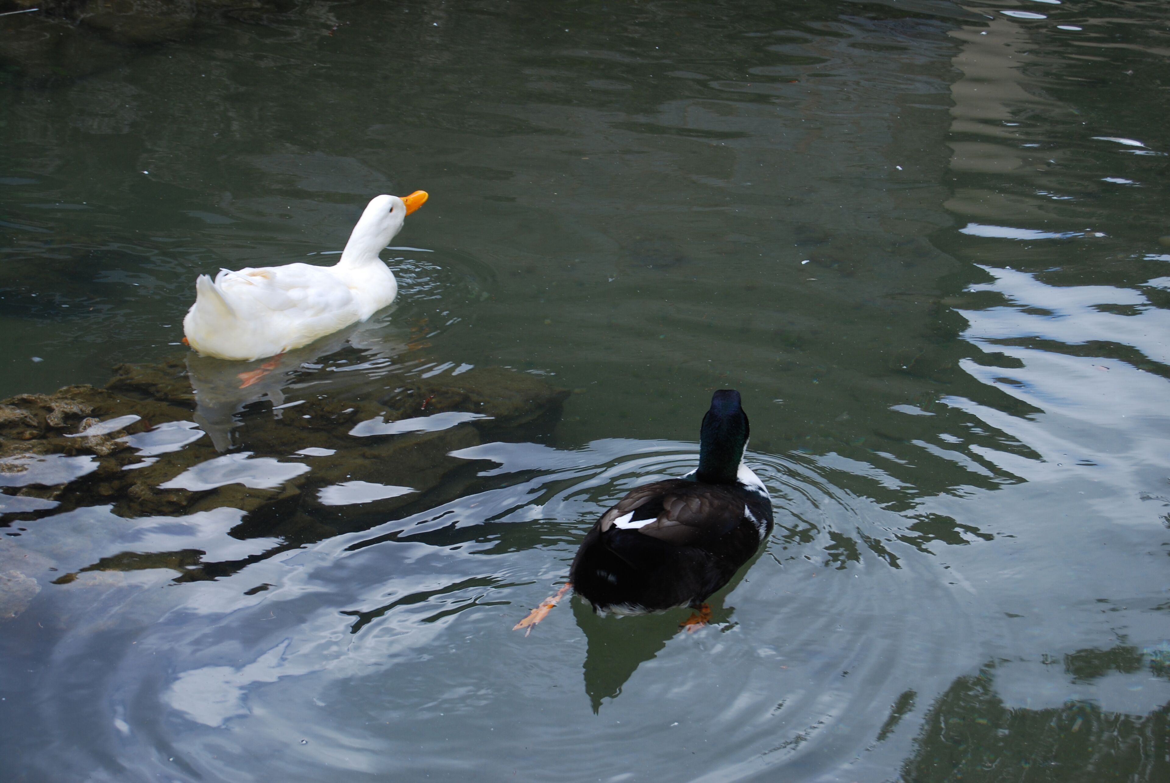 Two ducks swimming in a body of water.