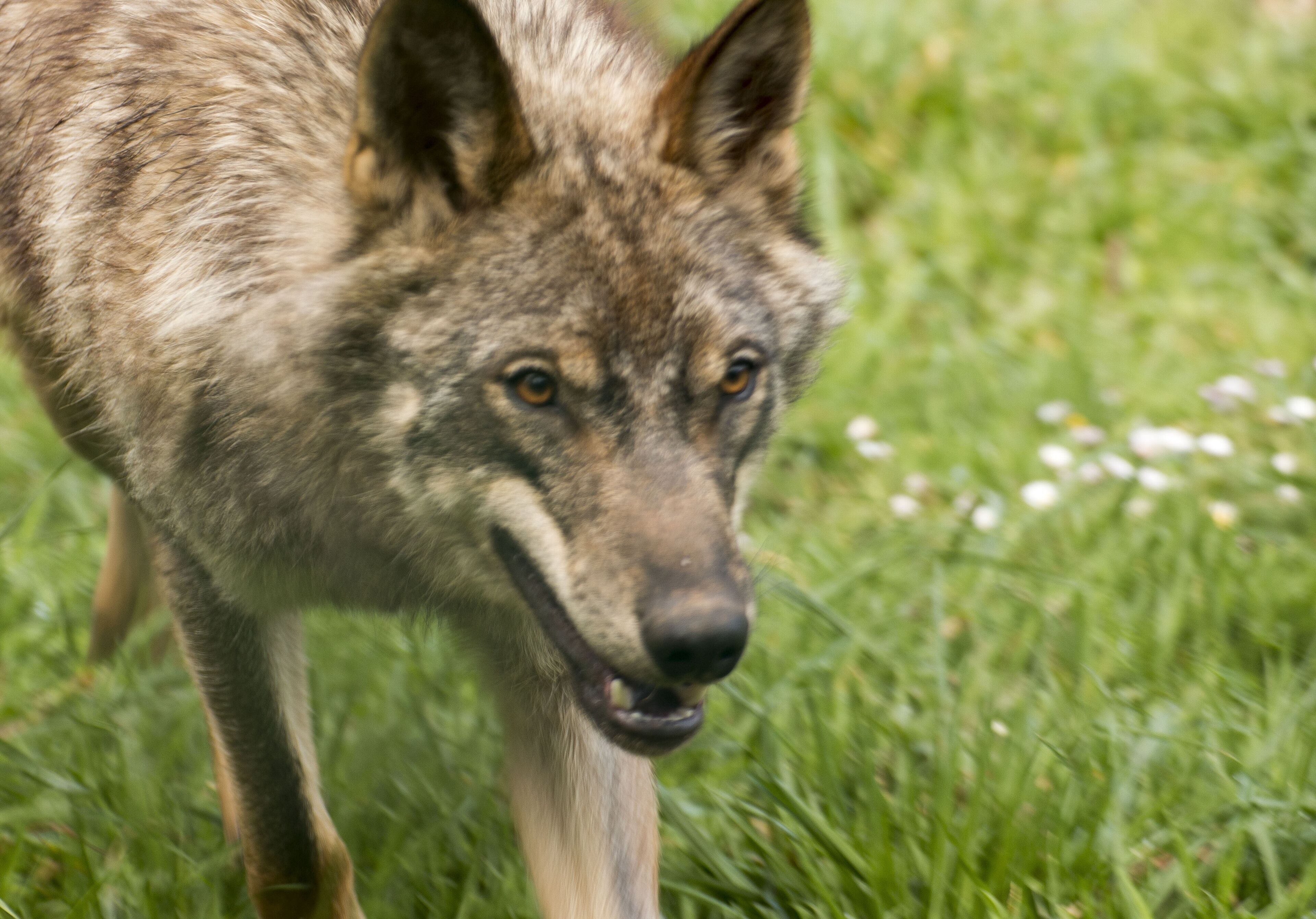 Primer plano del rostro de un lobo sobre un fondo de hierba.