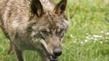 Primer plano del rostro de un lobo sobre un fondo de hierba.