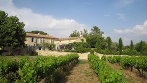 A vineyard with rows of grapevines leading to a stone building with a tiled roof.