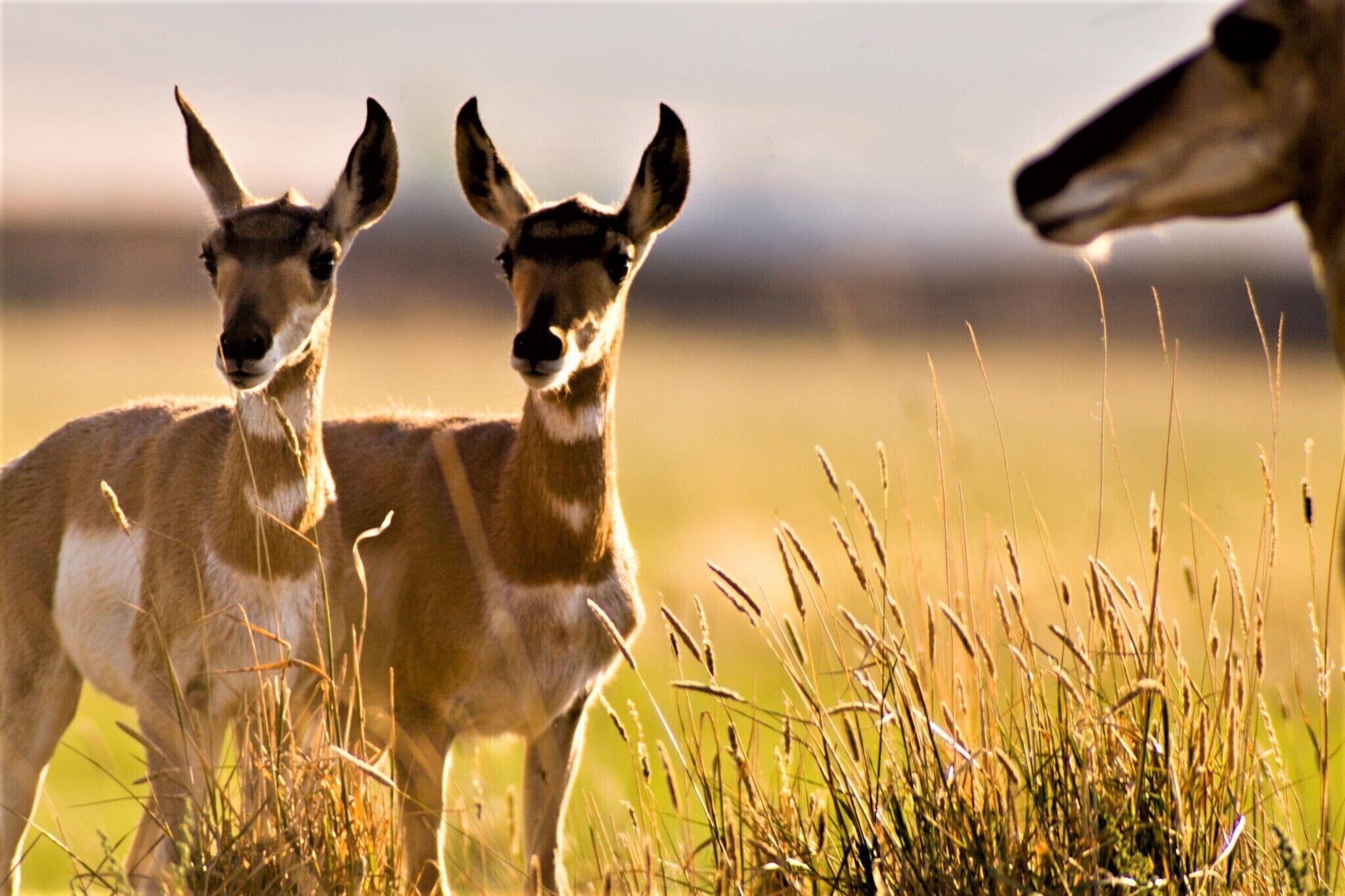 Un campo con pastos altos y algunos animales.