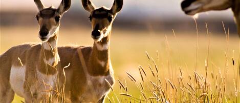 Un campo con pastos altos y algunos animales.