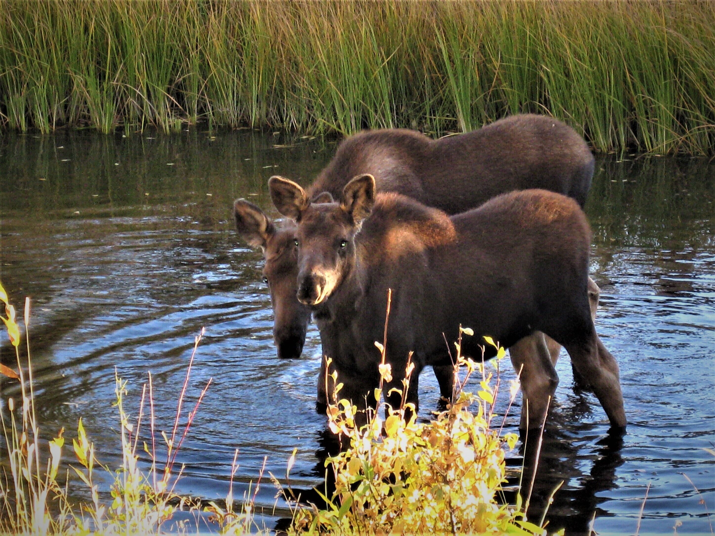 Two moose standing in a body of water with tall grass in the background.